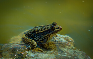 A green frog,  Edible Frog (Pelophylax esculentus), is the subject of this close-up photograph. The...