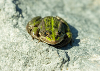 A green frog,  Edible Frog (Pelophylax esculentus), is the subject of this close-up photograph. The frog displays a green and brown mottled pattern with prominent, lighter-colored dorsolateral folds.