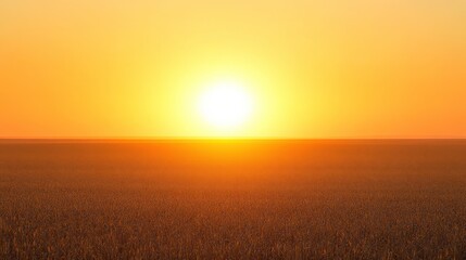 Vibrant Sunset Over Sorghum Field with White Background