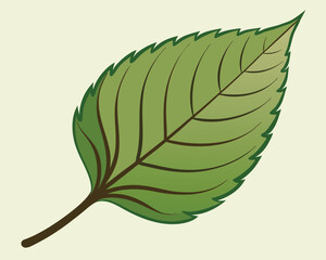 Green Leaf Illustration. Detailed Veins and Texture