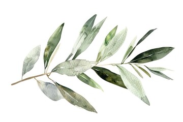 Naklejka premium Olive branch illustration watercolor leaves.