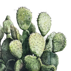 Watercolor Prickly Pear Cactus Isolated on Black Background Botanical Illustration