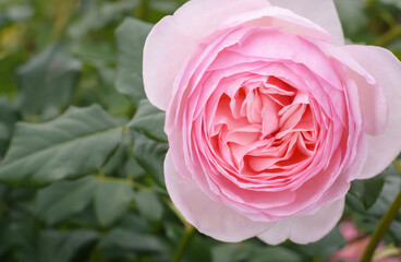 Pink rose on dark green background