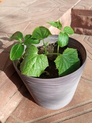 Homegrown cucumber seedling in flower pot on sunny windowsill