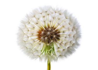 Diente de león isolated on white background
