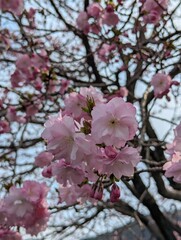 Sakura2025003