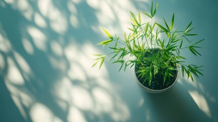 A top-down view of a tiny potted bamboo plant with slender green stalks, resting on a white surface, illuminated by soft sunlight to highlight the simplicity and elegance of the plant