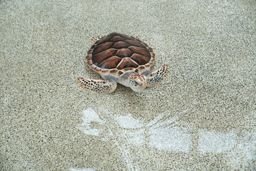 Green sea turtle swims gracefully in clear water of marine sanctuary during sunny day
