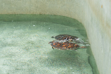 Two sea turtles swim gracefully in a tranquil aquarium environment during midday