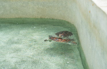 Two turtles swimming in a clear water tank at a marine conservation facility in the afternoon sun