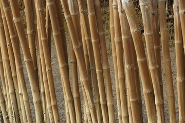 Bamboo fence made from natural dried bamboo stalks