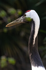 Beautiful Red-crowned crane head & neck in profile. Detailed wildlife portrait with elegant posture.