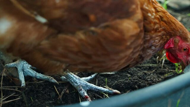 Blood on the leg of a chicken. The problem of cannibalism in chickens