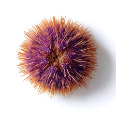 Detailed sea urchin image with spiky texture, great for gourmet or exotic dishes.