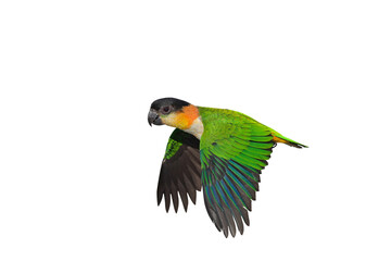 Colorful flying Black Headed Caique parrot isolated on transparent background png file