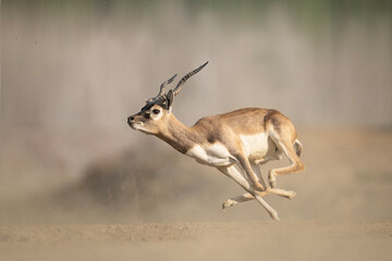 A stunning close-up of a blackbuck antelope in full stride, running across a dusty plain.