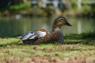 a grey duck basks on a grassy bank