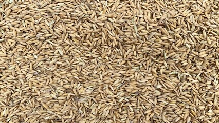 Harvested rice grains texture.