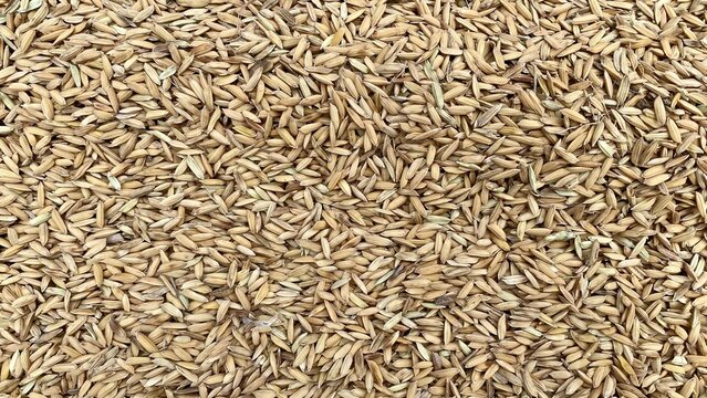 Harvested rice grains texture.