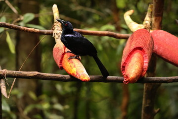 The crinkle-collared manucode (Manucodia chalybatus) is a species of bird-of-paradise.This photo...