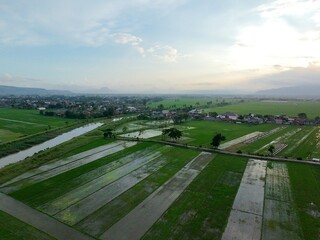 Aerial photo of a stretch of rice fields, a stretch of newly planted green rice
