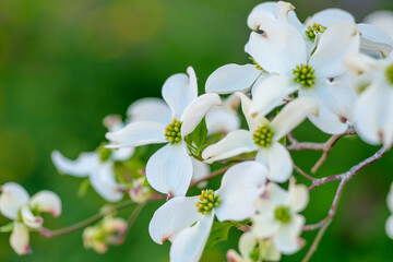 初夏の公園の白いハナミズキの花