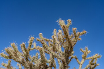 Cylindropuntia acanthocarpa, buckhorn cholla. Red Rock Canyon Road | Las Vegas, Clark County, Nevada. Mojave Desert