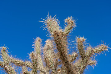 Cylindropuntia acanthocarpa, buckhorn cholla. Red Rock Canyon Road | Las Vegas, Clark County, Nevada. Mojave Desert