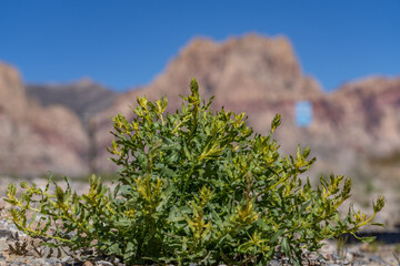 Asteraceae is a large family of flowering plants that consists of over 32,000 known species in over...