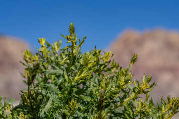Asteraceae is a large family of flowering plants that consists of over 32,000 known species in over...