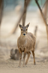 A focused, close-up portrait of a muntjac deer, subtly showcasing its delicate features.