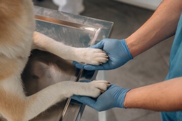 Holding paws. Male veterinarian is with Akita Inu dog in clinic © standret