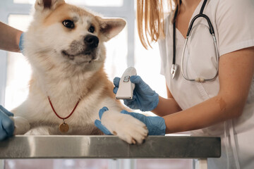 Ready to shave the fur. Veterinarians are with Akita Inu dog in clinic
