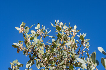 Arctostaphylos pungens, pointleaf manzanita, is a species of manzanita. Red Rock Canyon National...