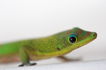 Margouillat vert de la Réunion 