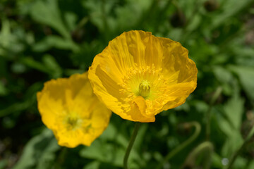 Fototapeta premium ケシの花