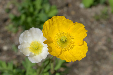 Fototapeta premium ケシの花