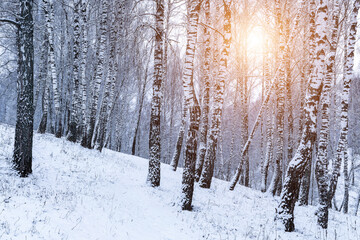 Fototapeta premium Birch grove after a snowfall on a winter. Sunlight breaking through the branches.