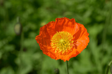 ケシの花