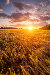 Obraz premium Scenic gold wheat field glistening in evening sun. Harvest landscape with golden sunset glow for agriculture concept. Rural autumn season background. Farm product promotion campaign.
