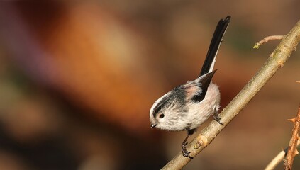 Naklejka premium A wild bird sits peacefully among green trees, enjoying nature, sunlight, and the calm breeze.