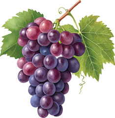 Realistic Grape Bunch with Leaves &ndash; Fresh Purple Grapes Illustration