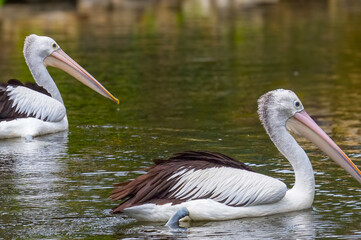 The Australian pelican (Pelecanus conspicillatus) is a large waterbird in the family Pelecanidae, widespread on the inland and coastal waters of Australia and New Guinea, also in Fiji, Indonesia.