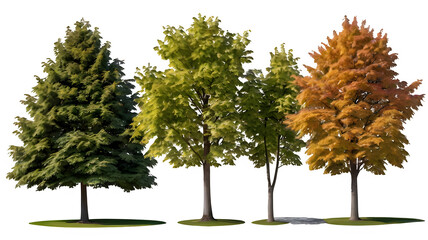 Obraz premium Set of Maple (genus Acer) and Tilia winter frontal set street trees isolated png in sunny daylight on a transparent background perfectly cutout. Generated with AI