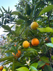 Citrus Fruits Growing on Trees in Folsom  Area During Bright Sunny Day in California