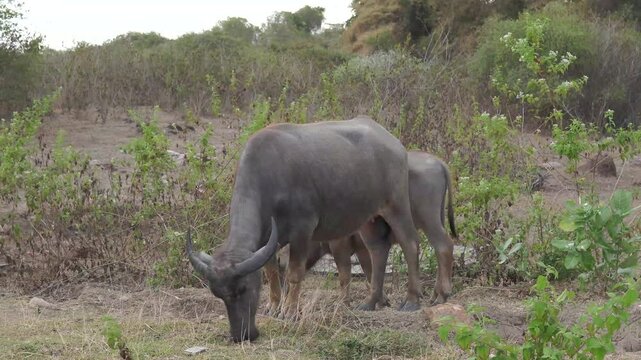 Domestic Indonesian buffalo or Bubalus bubalis looking for grass food in a field, Labuan Bajo.