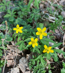 Spring, in oak forest you can find a blooming anemone buttercup (L. Anemonoides ranunculoides)