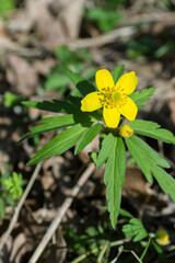 In April, you can find flowering buttercup anemone (L. Anemonoides ranunculoides) in oak forest.
