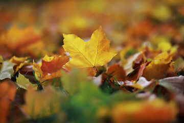 Beautiful autumn park. Russian North. Autumn trees and leaves. Autumn Landscape.Park in Autumn. Forest in Autumn.
