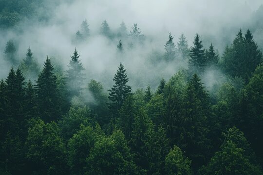 Fototapeta Foggy Pine Tree Forest View